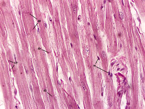 Cardiac Muscle Cells Under Microscope