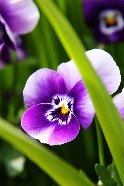 Purple And Yellow Flowers Names And Pictures Top 30 Beautiful Yellow