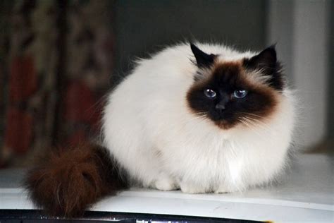 If you love birman cats click like and share. Birman Cat - Facts, Pictures, Characteristics, Diet ...