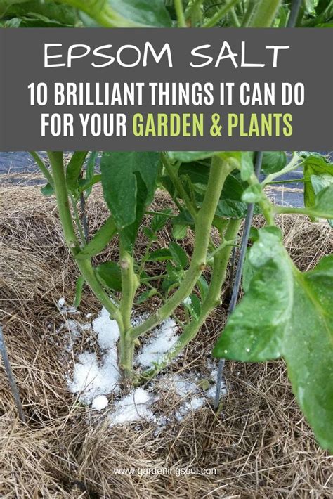 Epsom Salt 10 Brilliant Things It Can Do For Your Garden