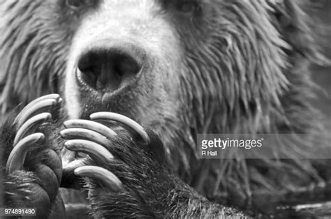 Bear Claws Photos And Premium High Res Pictures Getty Images