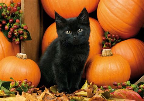 Dark Cat And Orange Pumpkins Hd Halloween Night