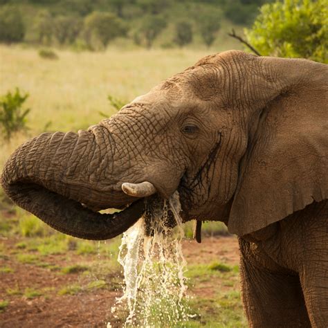 Understanding Elephant Trunks Can Elephants Drink Through Them