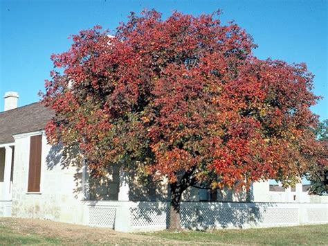 Best Shade Trees For North Texas Backyard Trees Best Shade Trees
