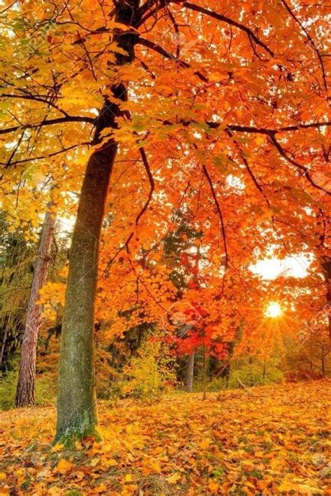 Amazing Nature Beautiful Pictures Fall Pictures Fall Photos Fall