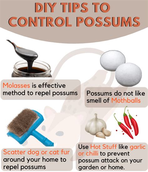 How Get Rid Of Possums Efficient Ways To Keep Possums Away