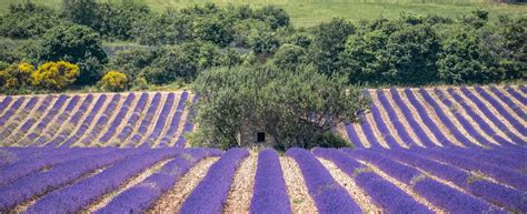 Spots Pour Admirer Et Photographier La Lavande En Vaucluse