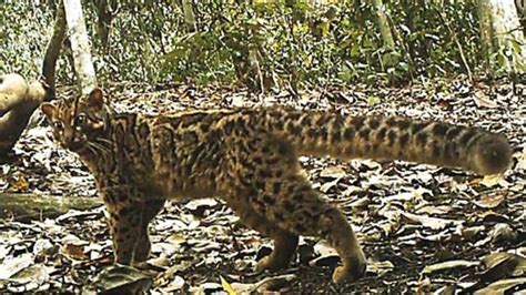 Elusive Marbled Cat Filmed