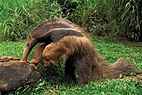 Anteater | Diet, Habitat & Adaptations | Britannica