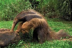 Anteater | Diet, Habitat & Adaptations | Britannica