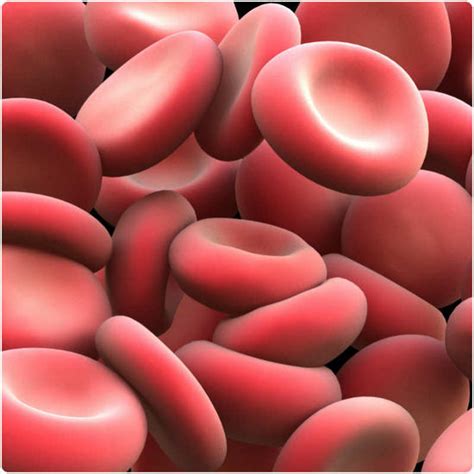 Red Blood Cells Saypeople