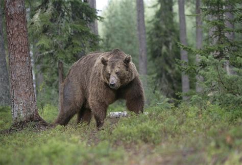 Bears Still Starving In Russian Far East Sporting Classics Daily