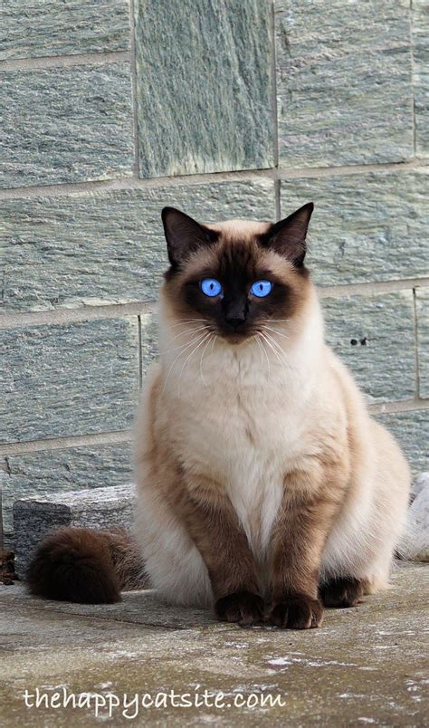 Long Haired Cat Breeds Different Breeds Care And Grooming