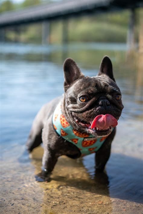 Pug Dog Protruding Tongue Funny Water Hd Phone Wallpaper Peakpx