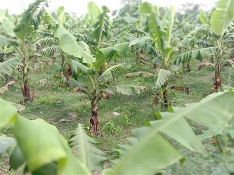 An Awesome View Of Banana Plantation From A Banana Farm Stock Photo