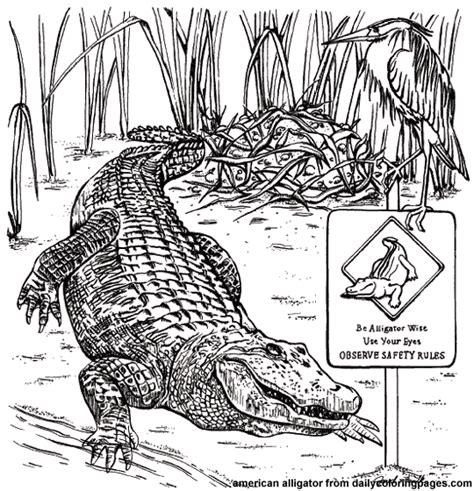 Alligator Coloring Pages Cute And Relaistic Print Color Craft