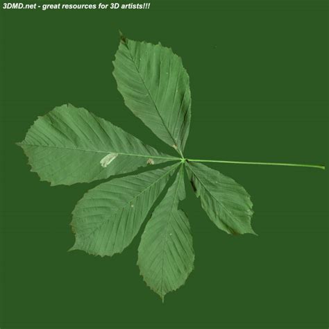 Leaf