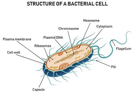 Solved Draw A Typical Bacterial Cell And Label 10 Components And
