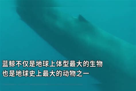 震撼！深海蓝鲸浮出海面换气瞬间被拍下，网友：有被吓到