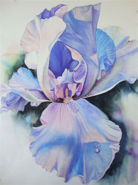 Watercolor Iris Flower Art Limited Edition Giclee Print Iris Flower Art