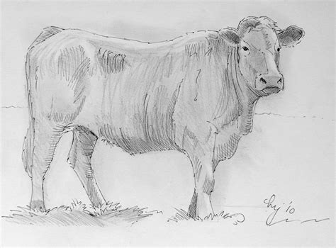 Cow Pencil Drawing Painting By Mike Jory Pixels