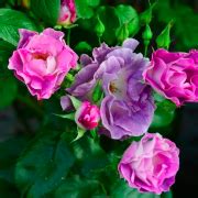 My hmf mauve or mauve blend floribunda. Rosa 'Blue for You' Rose 'Pejamblu' Floribunda rose ...