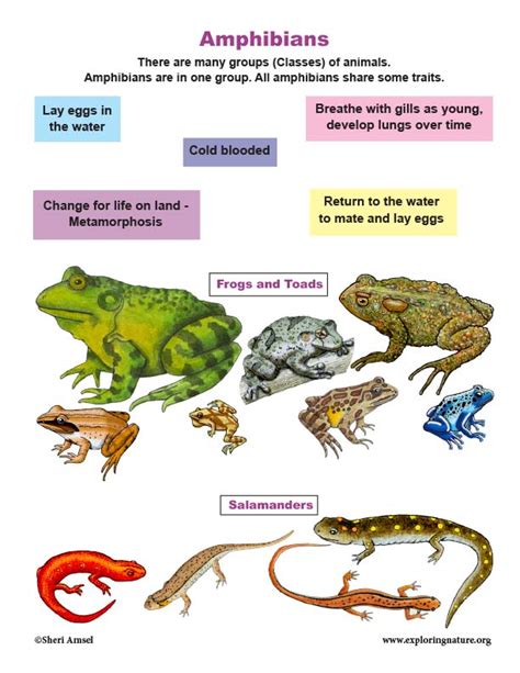 Rule Age Difference Amphibia Amphibian Hot Sex Picture