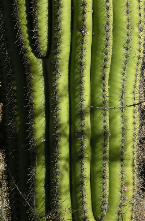 Sonoran desert columnar cacti and the evolution of generalized pollination systems. Special Adaptation - Saguaro Cactus