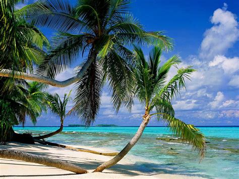 Desktop Achtergrond Strand Palmboom Zwembad 🔥 Download Afbeeldingen