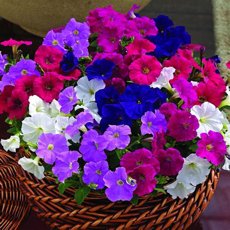 Picobella Mix Hybrid Petunia Petunias Horticultural Products And Services