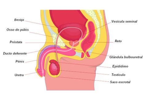 Slot Online Study Blog Med Female Reproductive System Body Systems