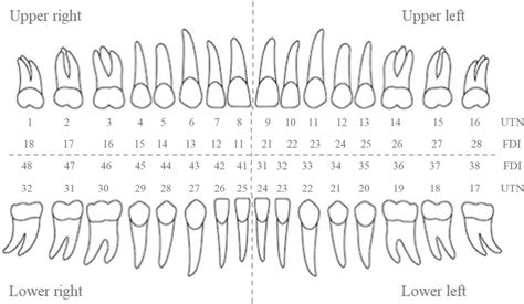 Ortho Tooth Number Chart