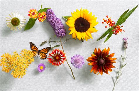 Bees and butterflies are wonderful insects, especially loved by us gardeners for the incredible work they do pollinating our crops. Best Flowers for Bees & Butterflies - Sunset Magazine