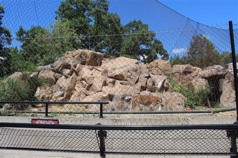 Cougar Exhibit Large Cat Building Zoochat