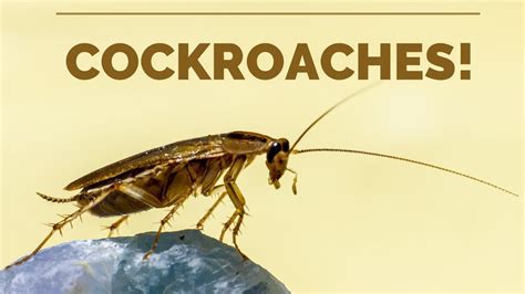 Interesting Facts About Cockroaches Youtube