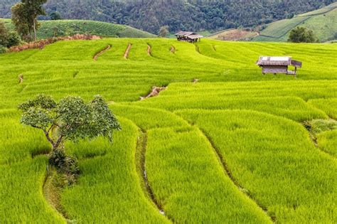 Premium Photo Green Terraced Rice Field In Pa Pong Piang Chiang Mai