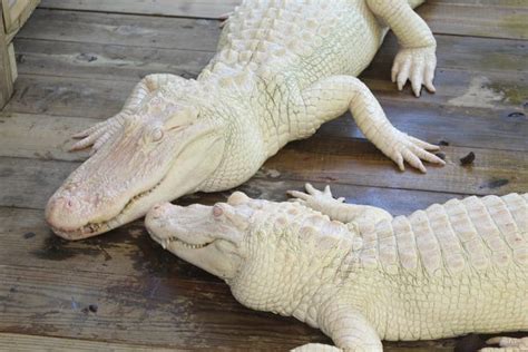 Rare Albino Alligators Born At Florida Wildlife Park Ybmw