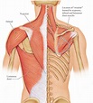 back muscles anatomy and exercises - ModernHeal.com