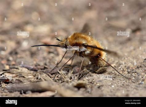 Common Bee Fly Bombylius Major Laying Eggs On Ground Near To Entrance