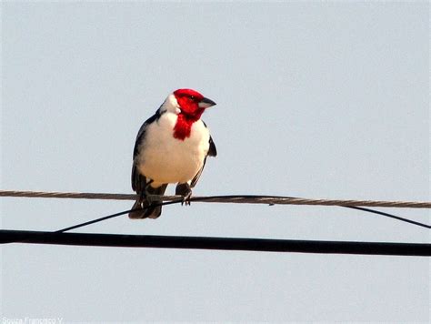 Galo was known for his power among his people. FAUNA E FLORA DO RN: Galo de Campina Paroaria dominicana ...