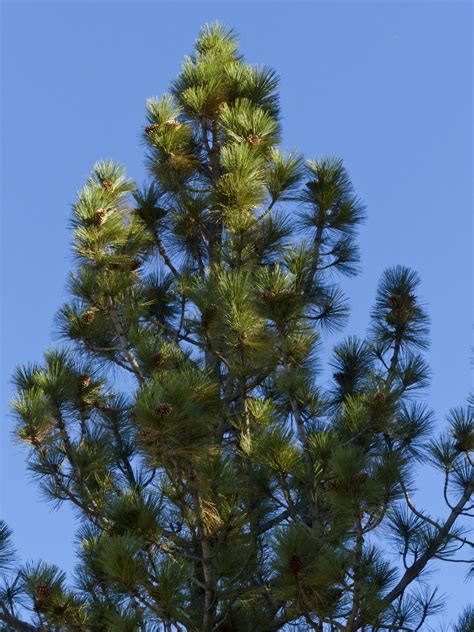 Pine Tree Blue Sky Free Stock Photo Public Domain Pictures