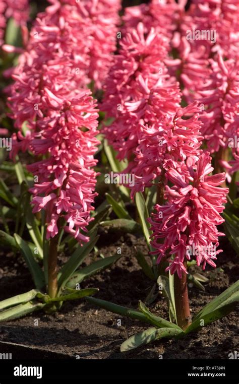 Pink Spring Flowers Hyacinth Hybrid Hiacinthaceae Hyacinthus Orientalis