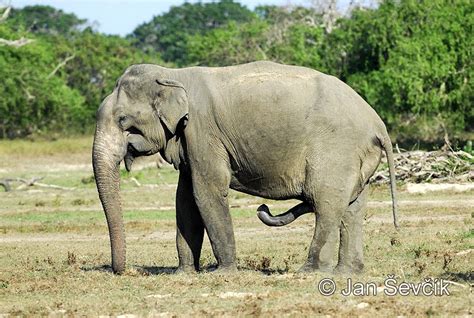 Elephant Penis Scott Disicks Hiding Huge Elephant Trunk While
