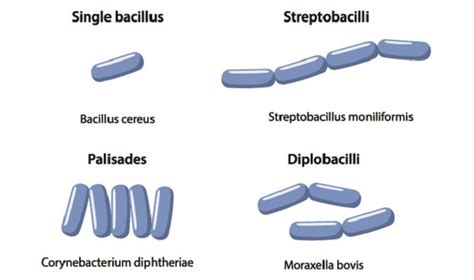 Bacillus Subtilis The Definitive Guide Biology Dictionary