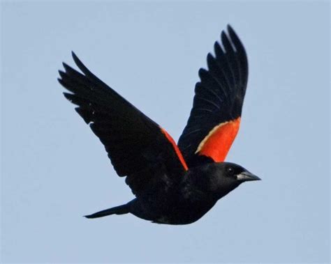 How birds get orange plumage varies between species. Red-winged Blackbird | Audubon Field Guide