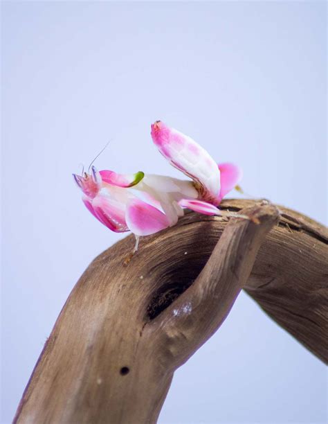Mante orchidée Vente Hymenopus Coronatus Achat en toute sérénité Stade Mantes Couple L L