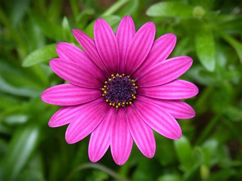 Purple Daisy Flower Beauty Free Photo On Pixabay