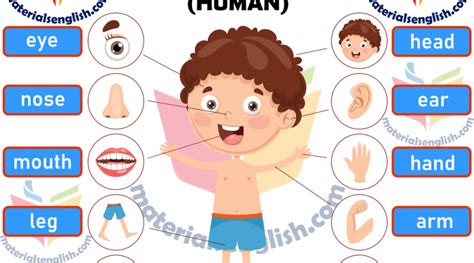 Human Body Parts In English Materials For Learning English