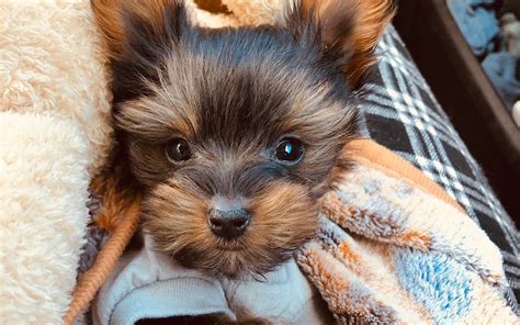 How much are teacup yorkies puppies. How Much Do Teacup Yorkies Cost? - Puppy4Homes