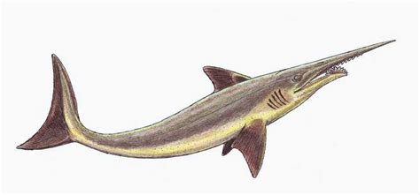 List Of Prehistoric Cartilaginous Fish Genera Wikiwand